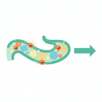 STEP 2: Digezyme® enzymes completely break down food → No fermentation = No bloating