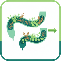 STEP 4: Inulin feeds beneficial bacteria →  Lasting balance, not temporary relief
